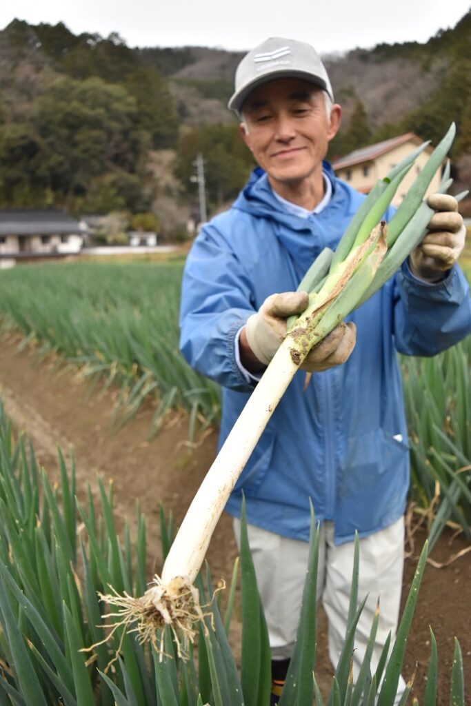 白ネギ出荷最盛／真庭統括本部