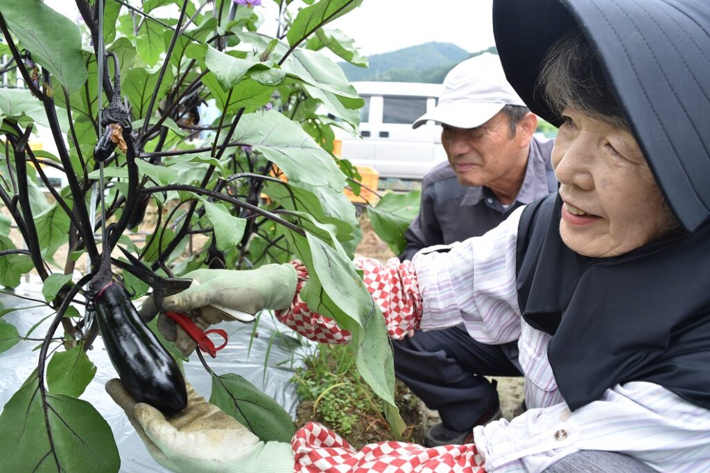 ナス「筑陽」「千両」出荷始まる／真庭市