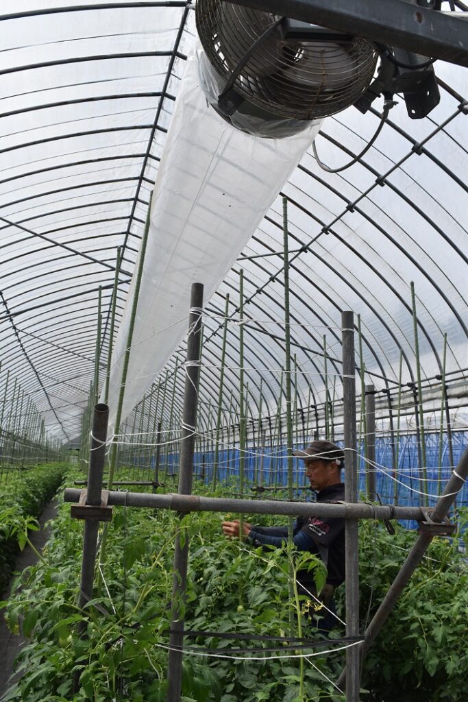桃太郎トマト増収へ／蒜山トマト部会協議会