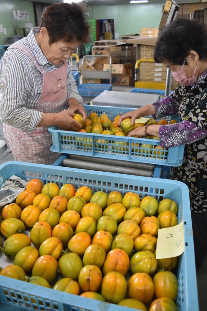 柿「西条」出荷スタート／久世西条柿生産組合