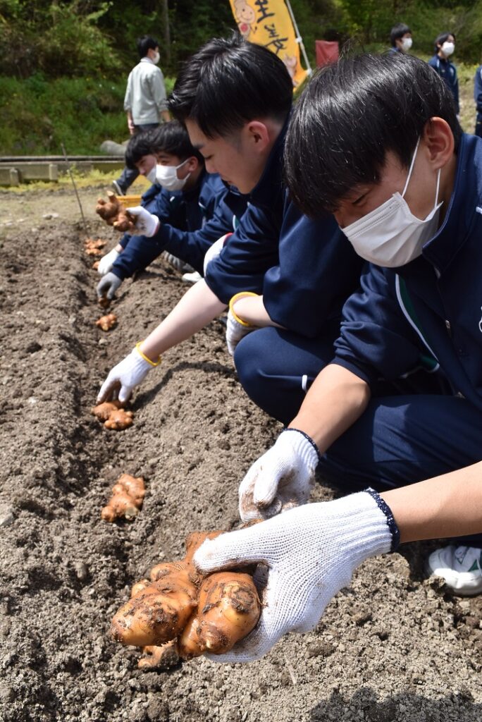 食を学ぶ生徒がショウガ栽培体験/津山市