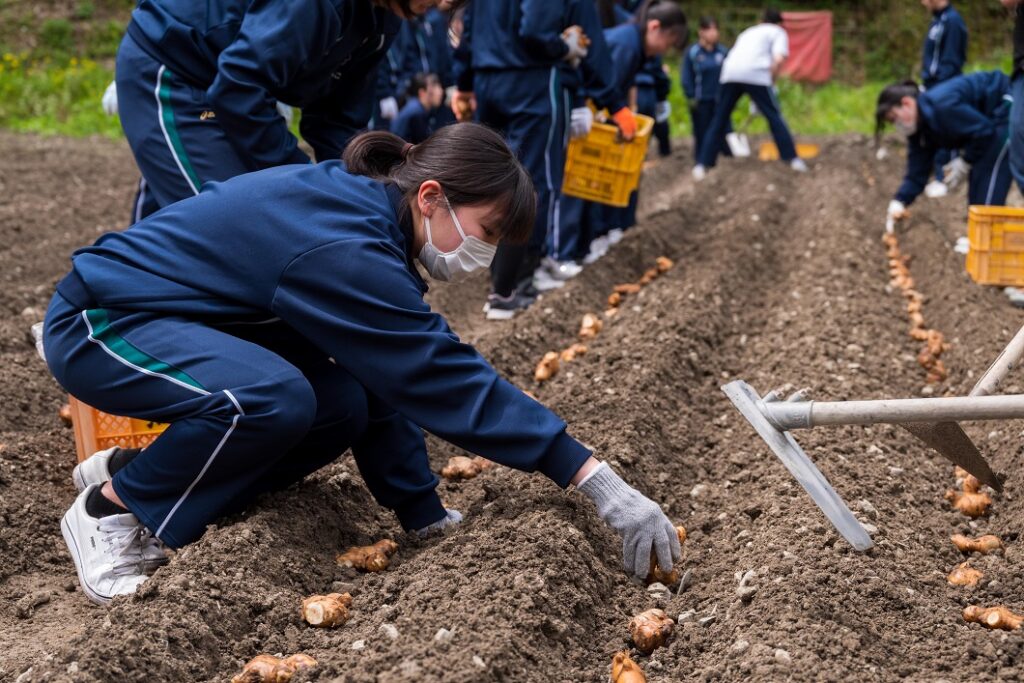 高校生が地元特産ショウガの植え付けを体験/津山市