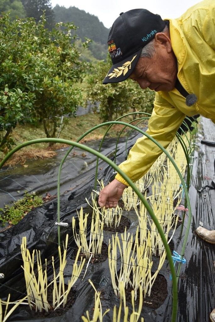 過保護に栽培　極上の黄ニラ／美咲町