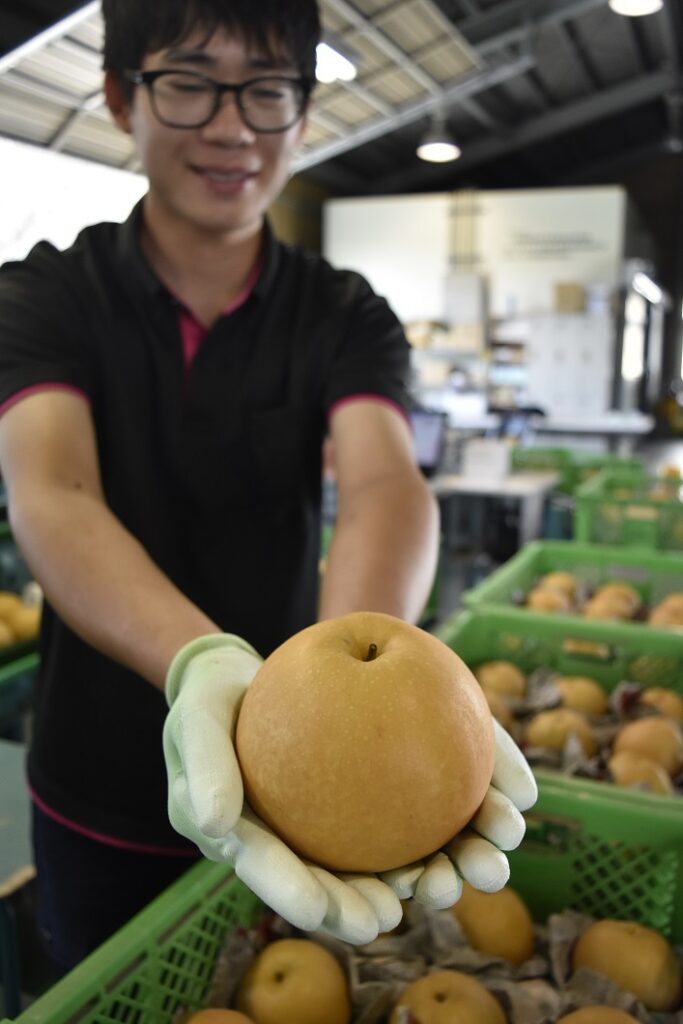 今年もおいしく大きく仕上がりました！／久米新高梨部会