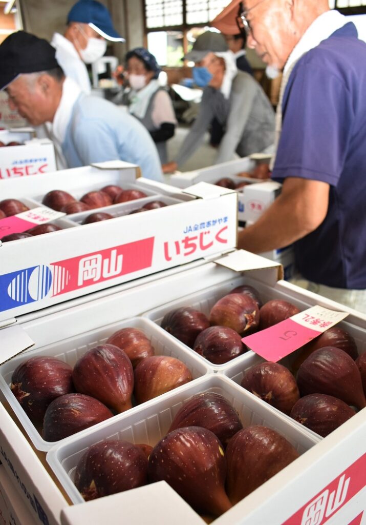 「桝井ドーフィン」出荷最盛／備前市イチジク部会