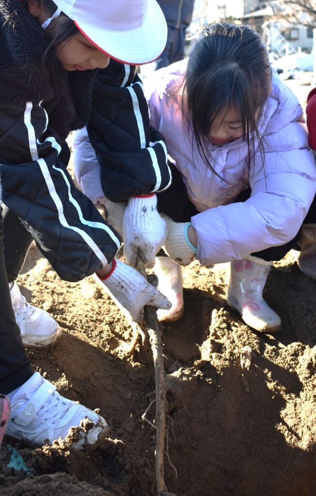 「連島ごぼう」抜き取り挑戦／倉敷市立旭丘小