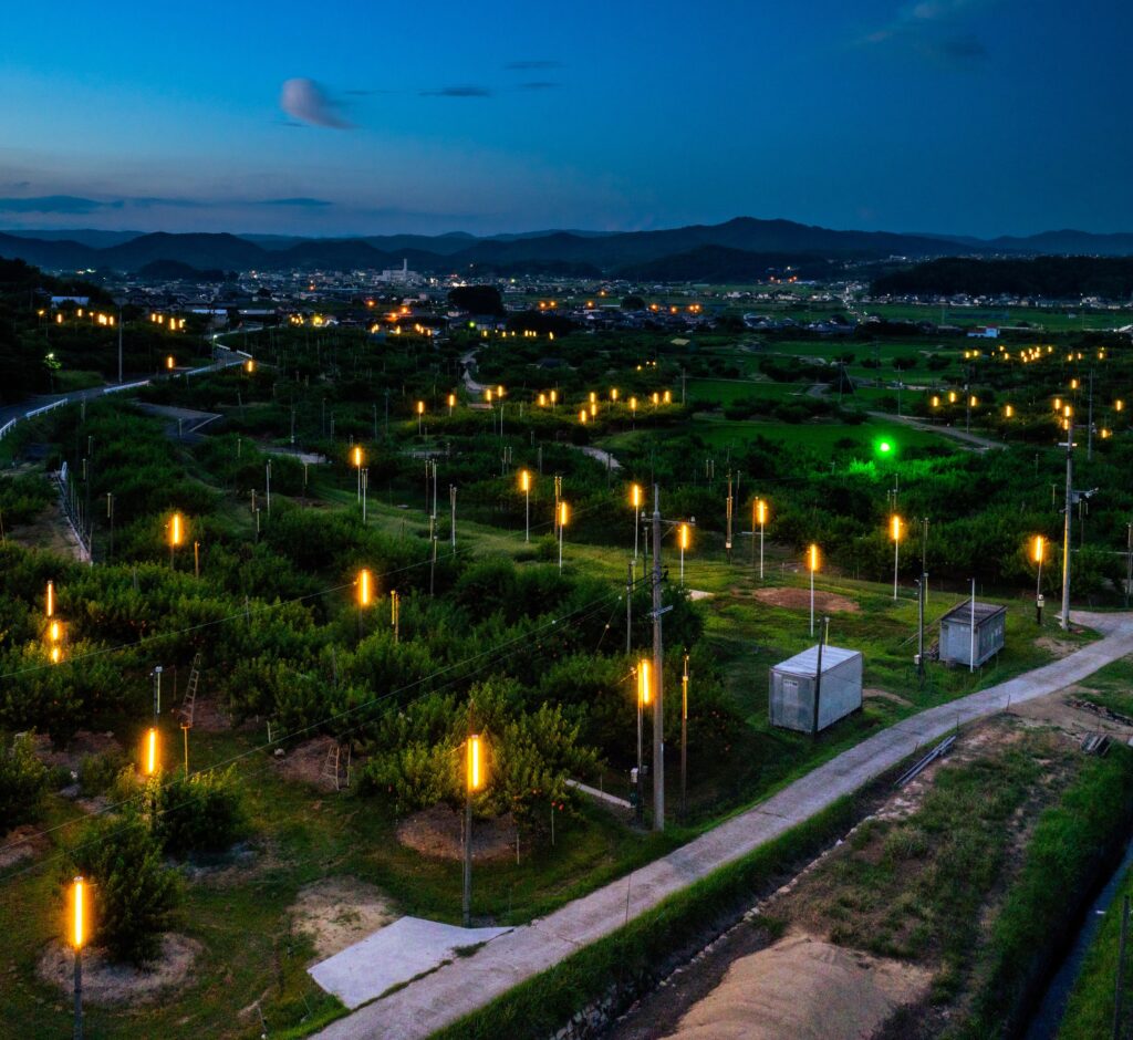 幻想的な桃園　赤磐市