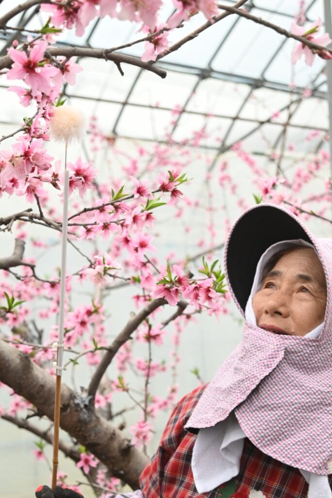 ハウス桃満開　授粉順調／勝央町桃部会