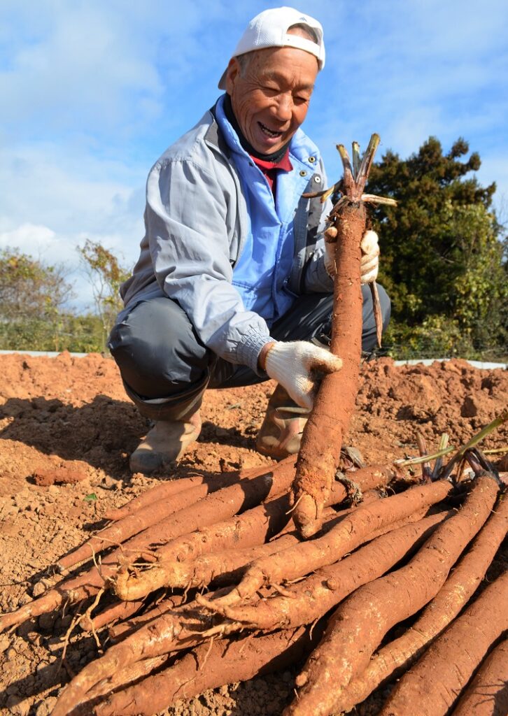 「明治ごんぼう」出荷最盛／井原市