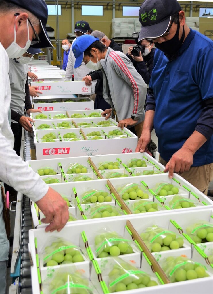夏の味覚「アレキ」出番／倉敷市船穂町・総社市