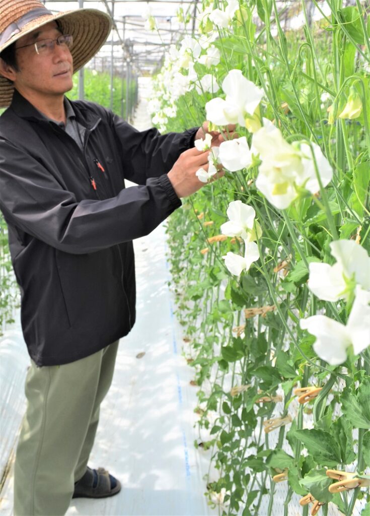 特産スイートピー出荷順調／船穂町花き部会