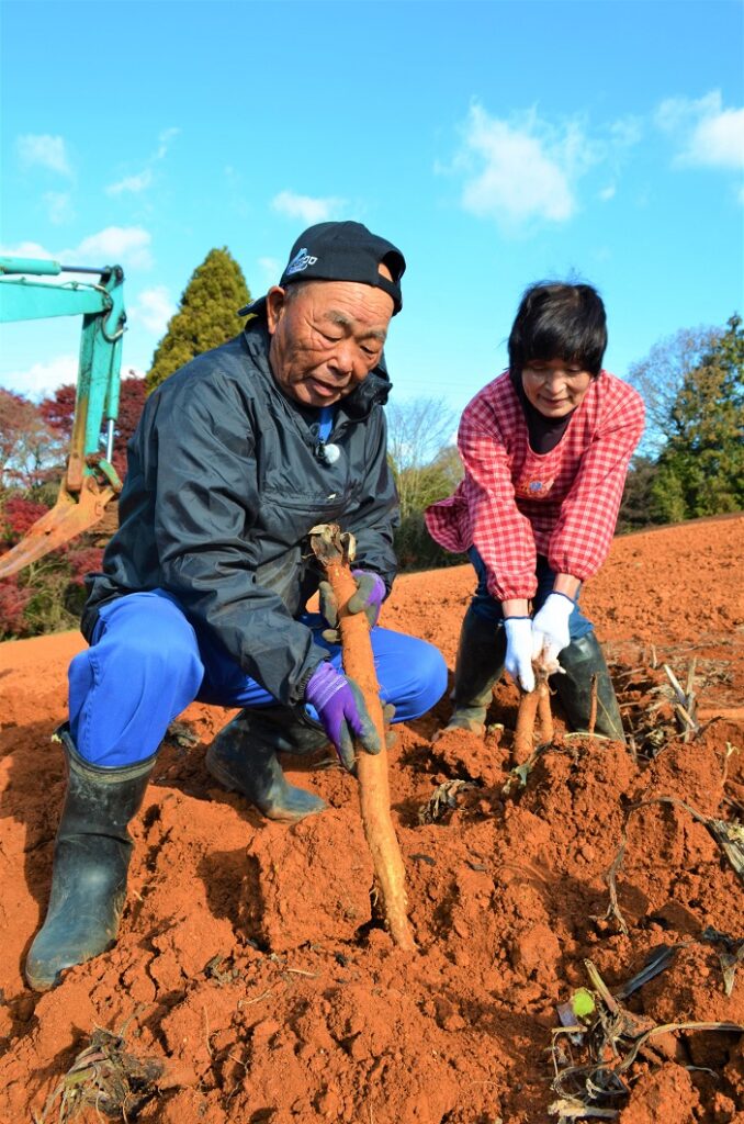 特産「明治ごんぼう」出荷最盛／井原市