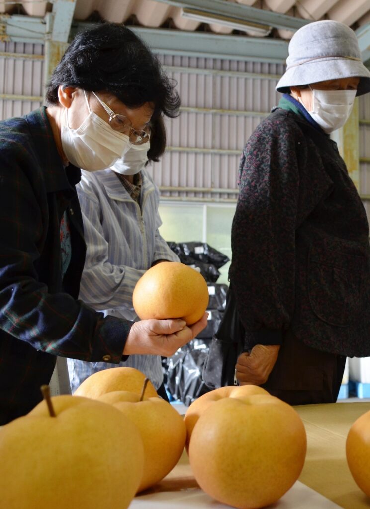 梨「愛宕」出荷最盛ギフトにも／玉島北園芸協会梨部会