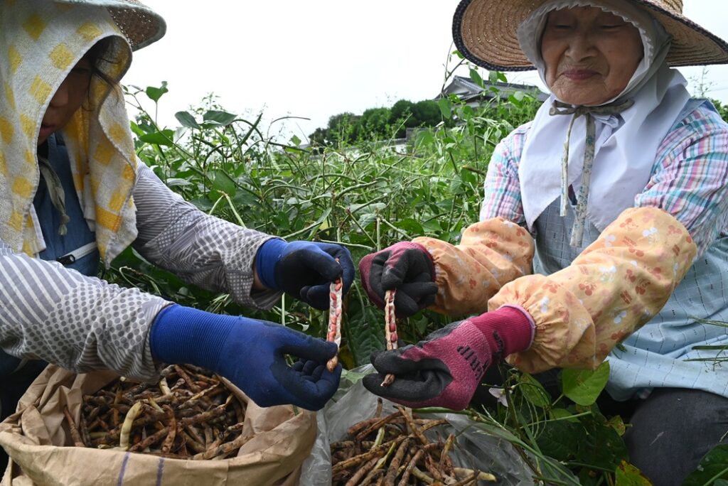 ササゲ 単価高く有望 黒大豆から転換 栽培3カ月 手がかからず