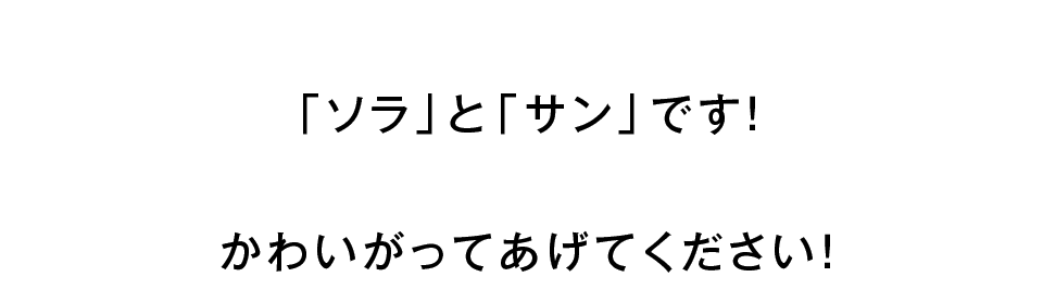 「ソラ」と「サン」です！かわいがってあげてください！