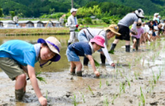田植え