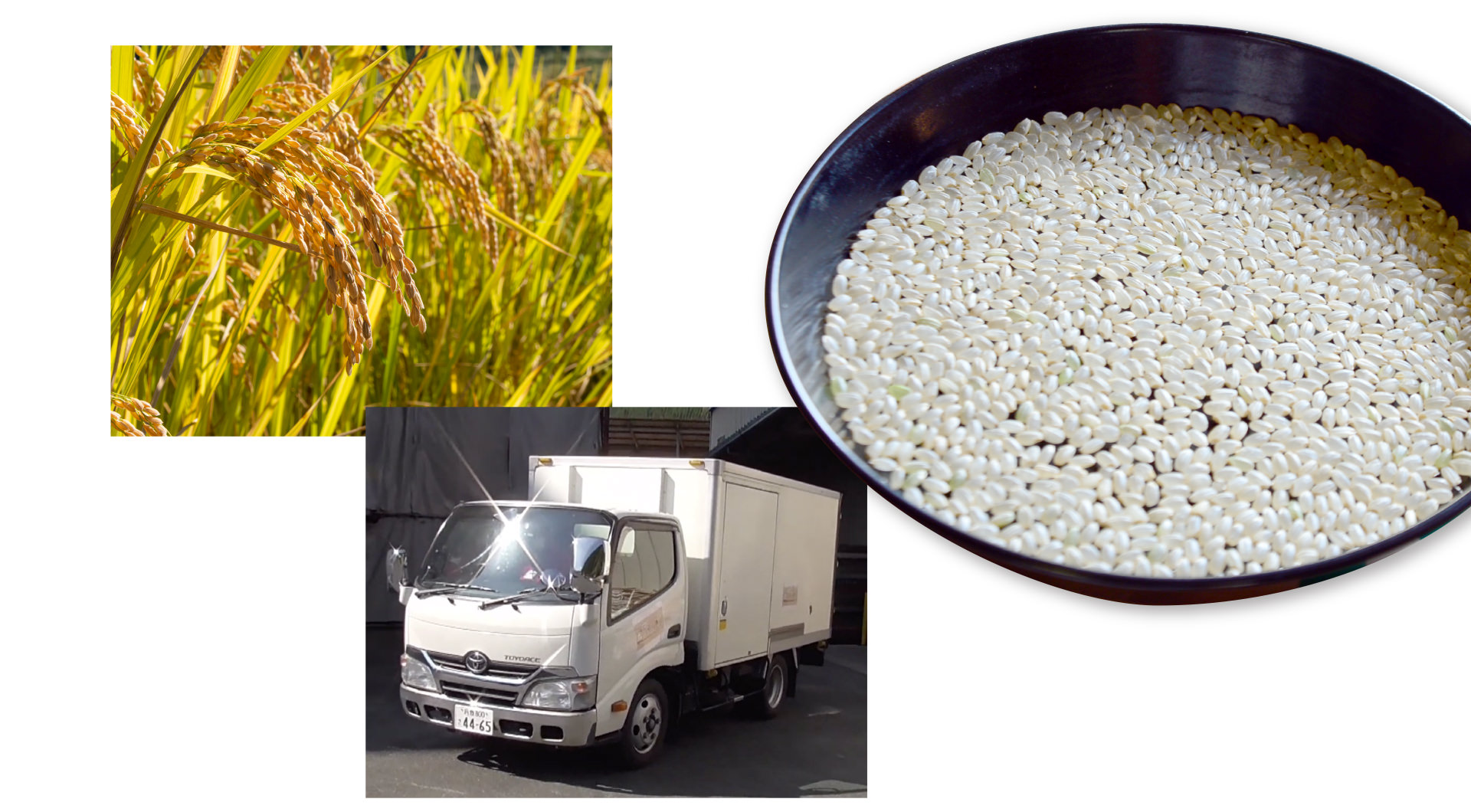 稲、トラック、お皿に入れた米の写真