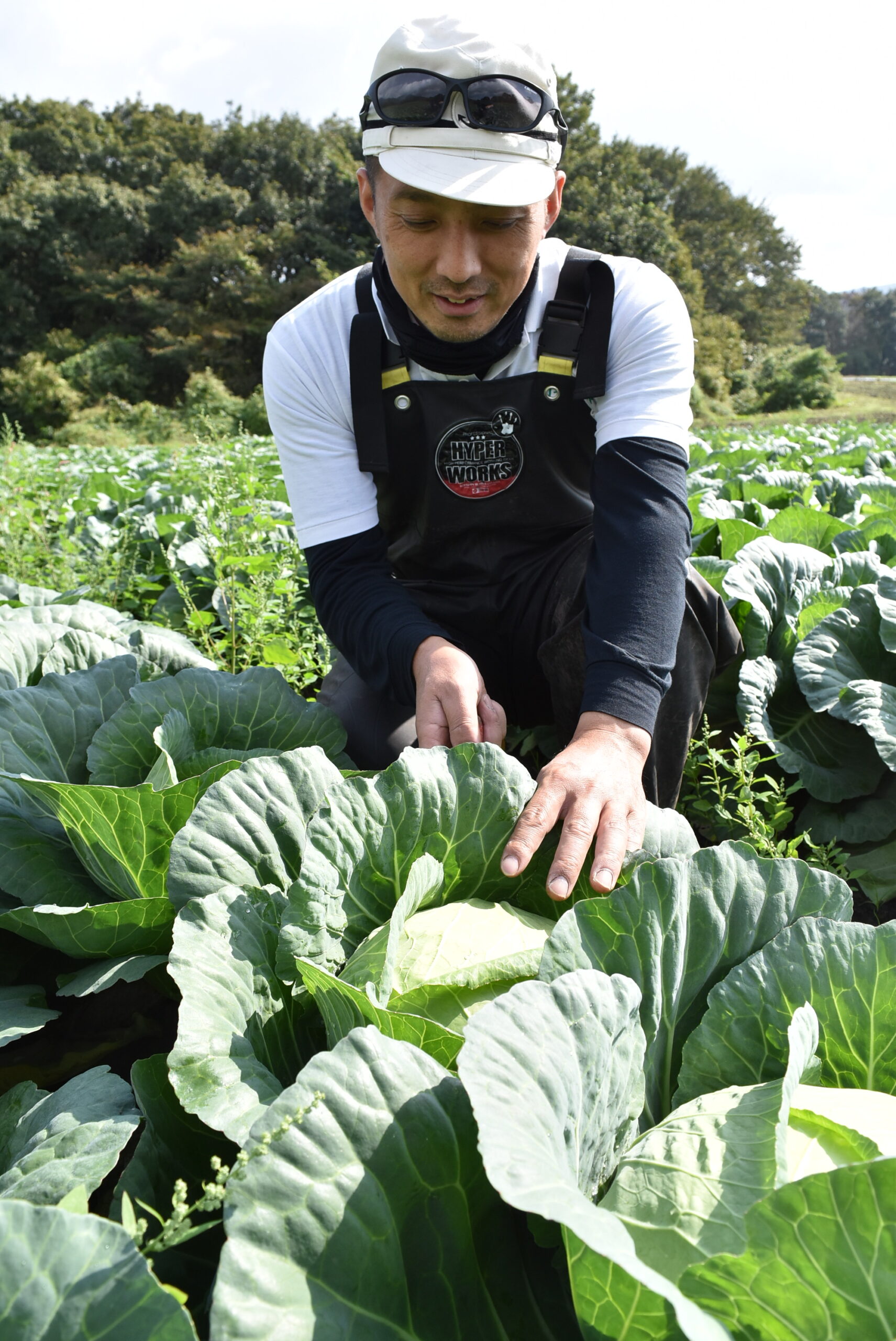 キャベツを収穫する生産者