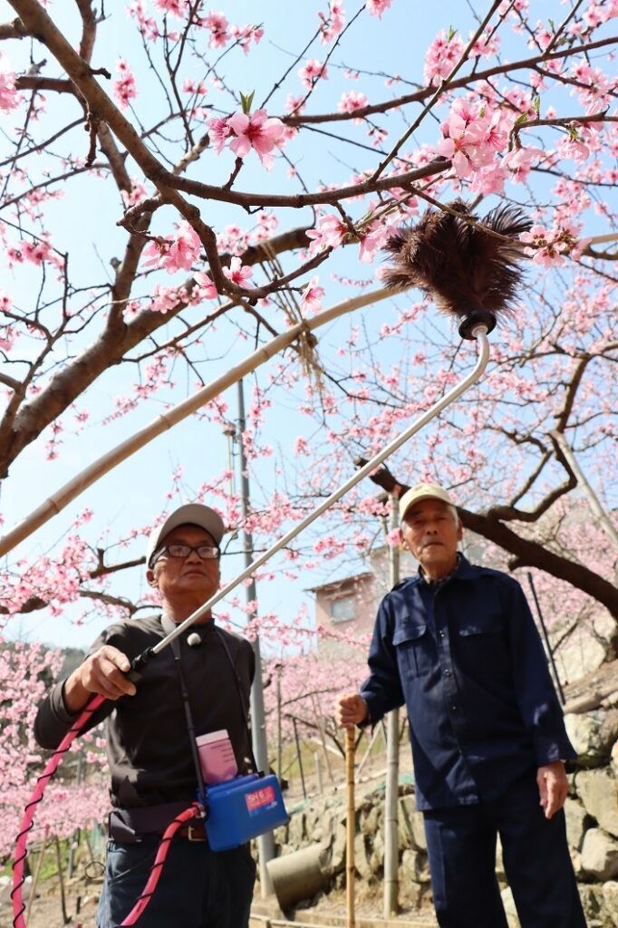 萬喜一さん（左）の授粉作用を見守る義雄さん（左）