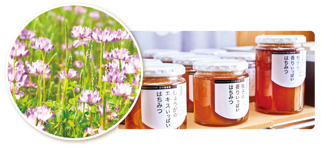 レンゲの花と色々な種類の蜂蜜の瓶の写真