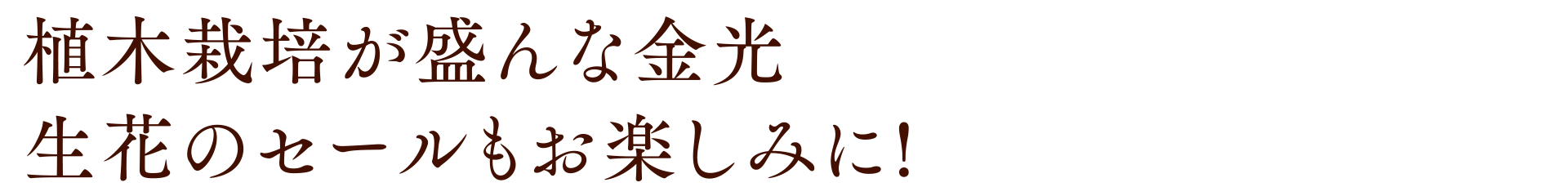植木栽培が盛んな金光生花のセールもお楽しみに!