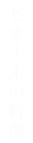 ピオーネの特徴