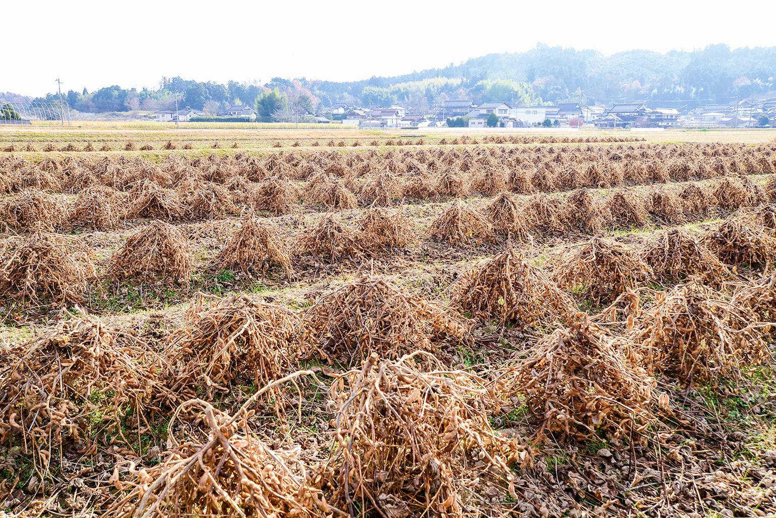 刈取り後、数本をひとまとめにして天日干しする「島立て」の写真