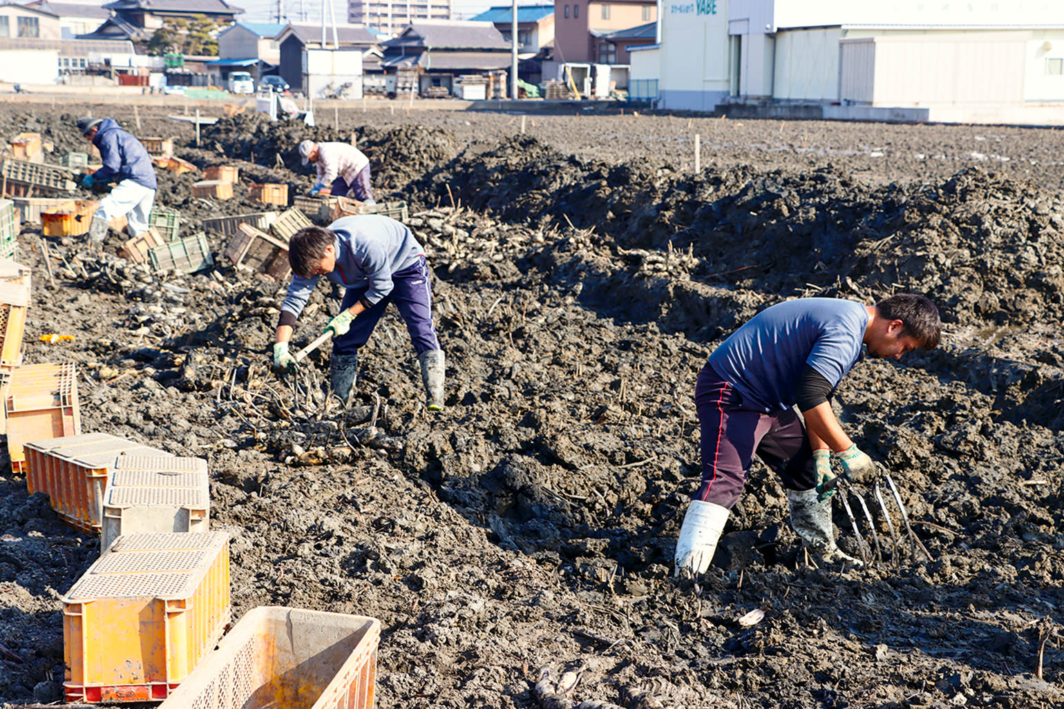 ほ場から少しのぞく芽を目印に専用の鍬で収穫していく様子の写真