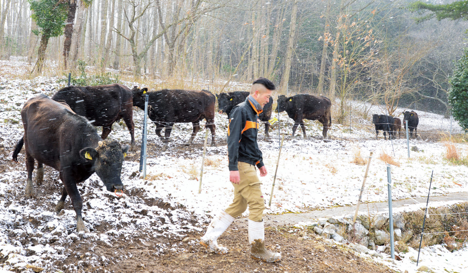 牧場の整備から携わり、耕作放棄地を活用した繁殖牛と子牛の周年放牧スタイルに取り組む