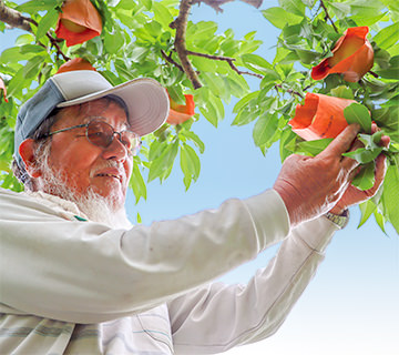 袋がパンパンに張ったモモから、熟れ色を見分けて収穫していく西岡部会長の写真