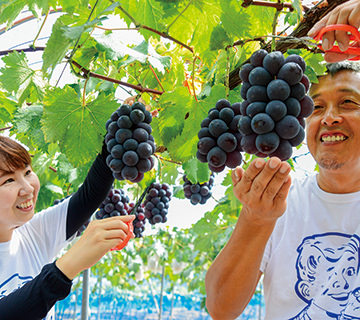 ブドウを収穫する武岡さんの写真