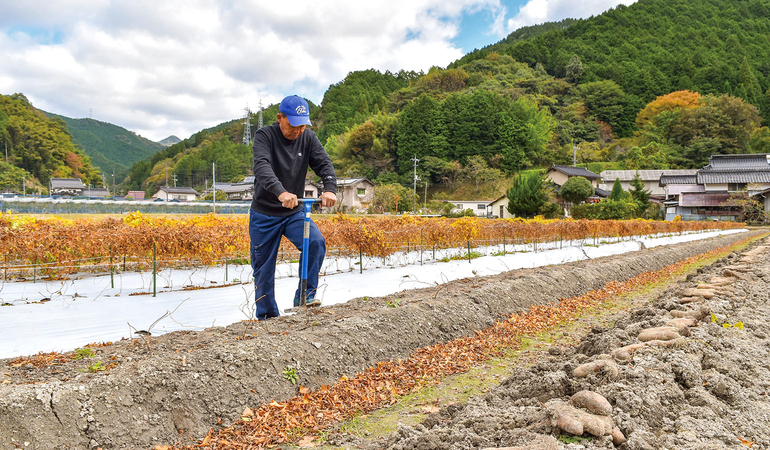 銀沫の収穫を進める福島さん。出てきたイモの形に一喜一憂する