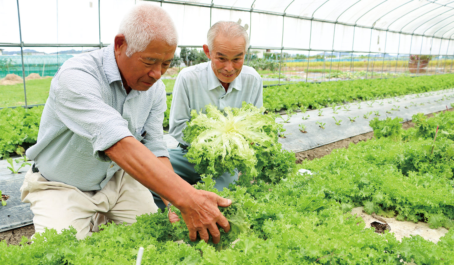 収穫適期を迎えたエンダイブを確認する藤原悦夫副部会長（左）と藤原芳雄部会長