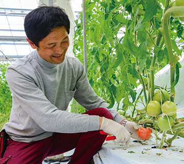高度環境制御施設で育てたトマトを収穫する井上部会長の写真