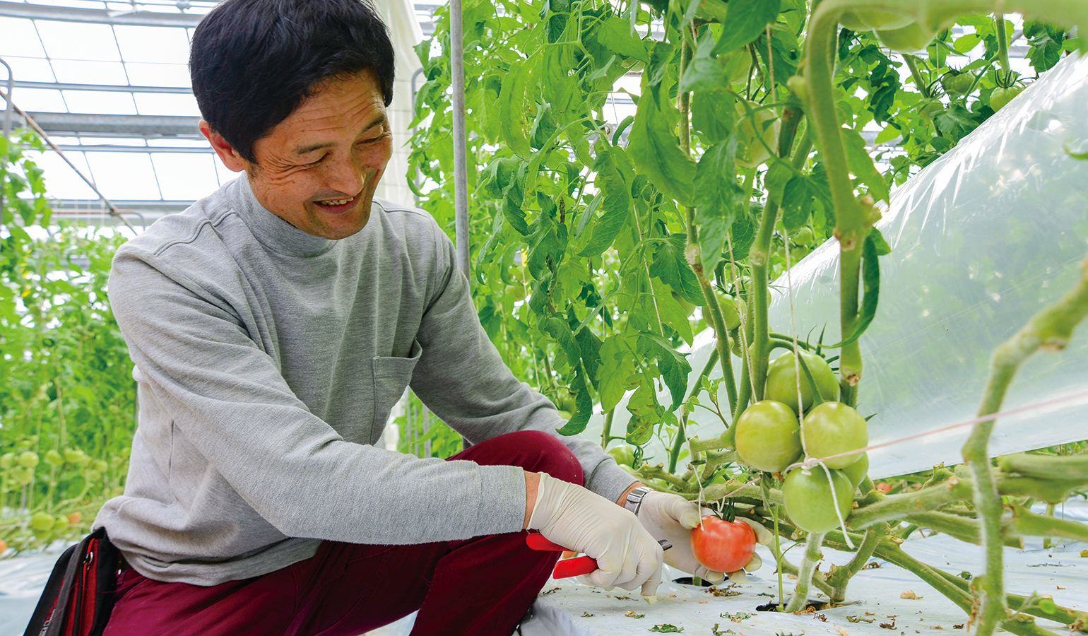 高度環境制御施設で育てたトマトを収穫する井上部会長