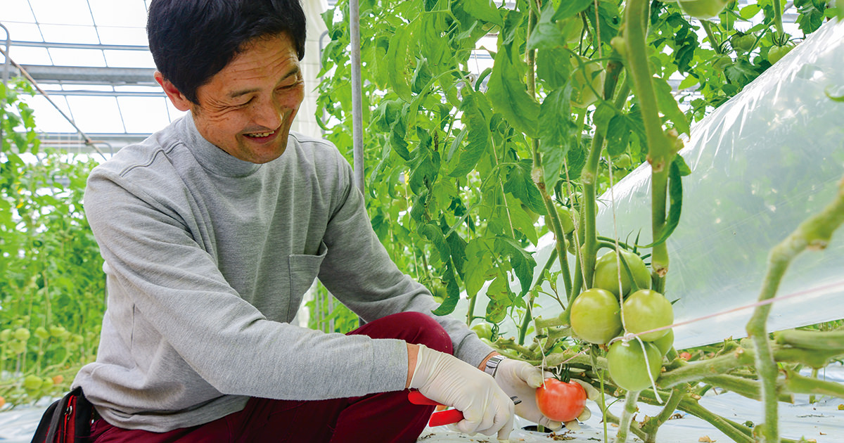 親の偉業に感謝 甘いトマトつくる | 農業応援隊はれびと | JA晴れの国岡山