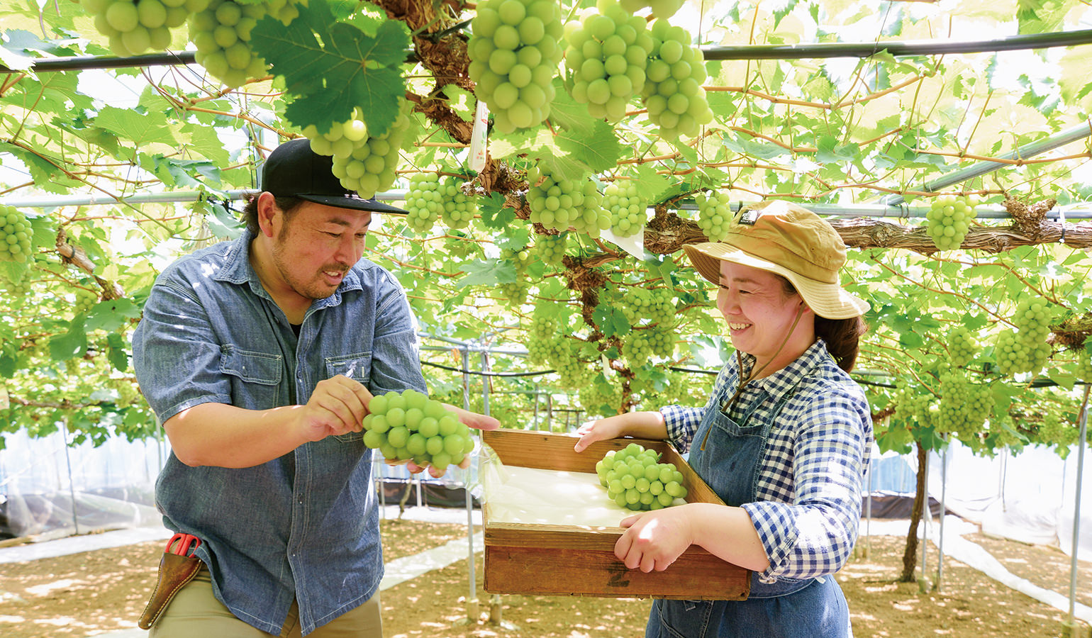 ハウス内は「アレキ」特有の芳醇な香りが立ち込める。消費者にも「ぶどう愛」が届くようにと一房づつ丁寧に収穫する浅野さん夫妻