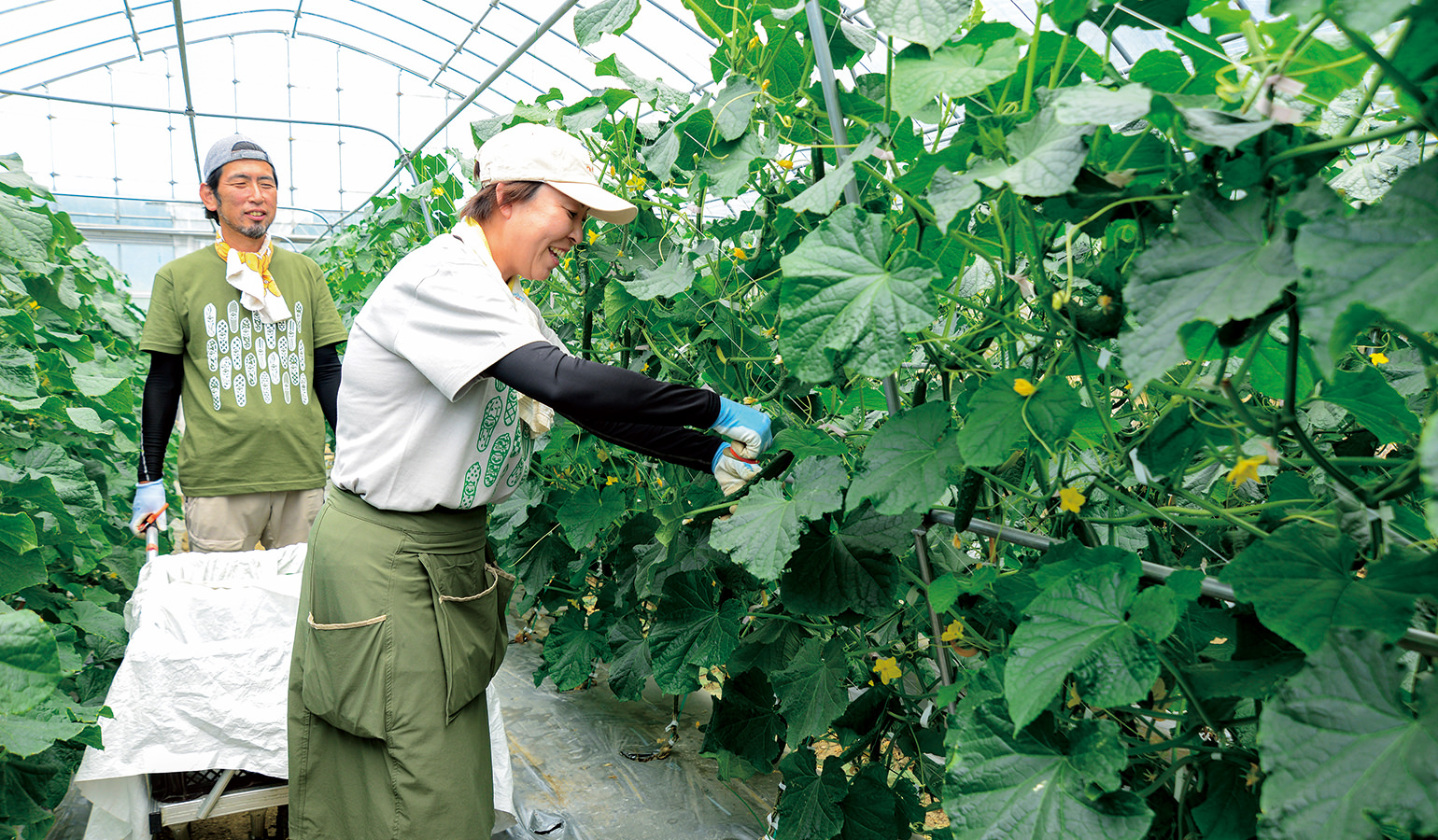 10ａ当たり13tの出荷を目指し、夏秋キュウリの収穫に励む