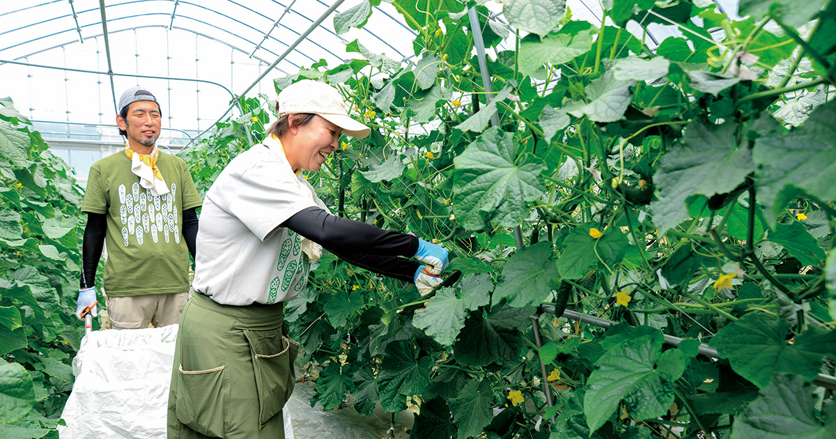 お知らせ　新鮮 きゅうり ハウス栽培 特産キュウリに賭ける 新規参入の呼び水に | 農業応援隊はれびと | JA