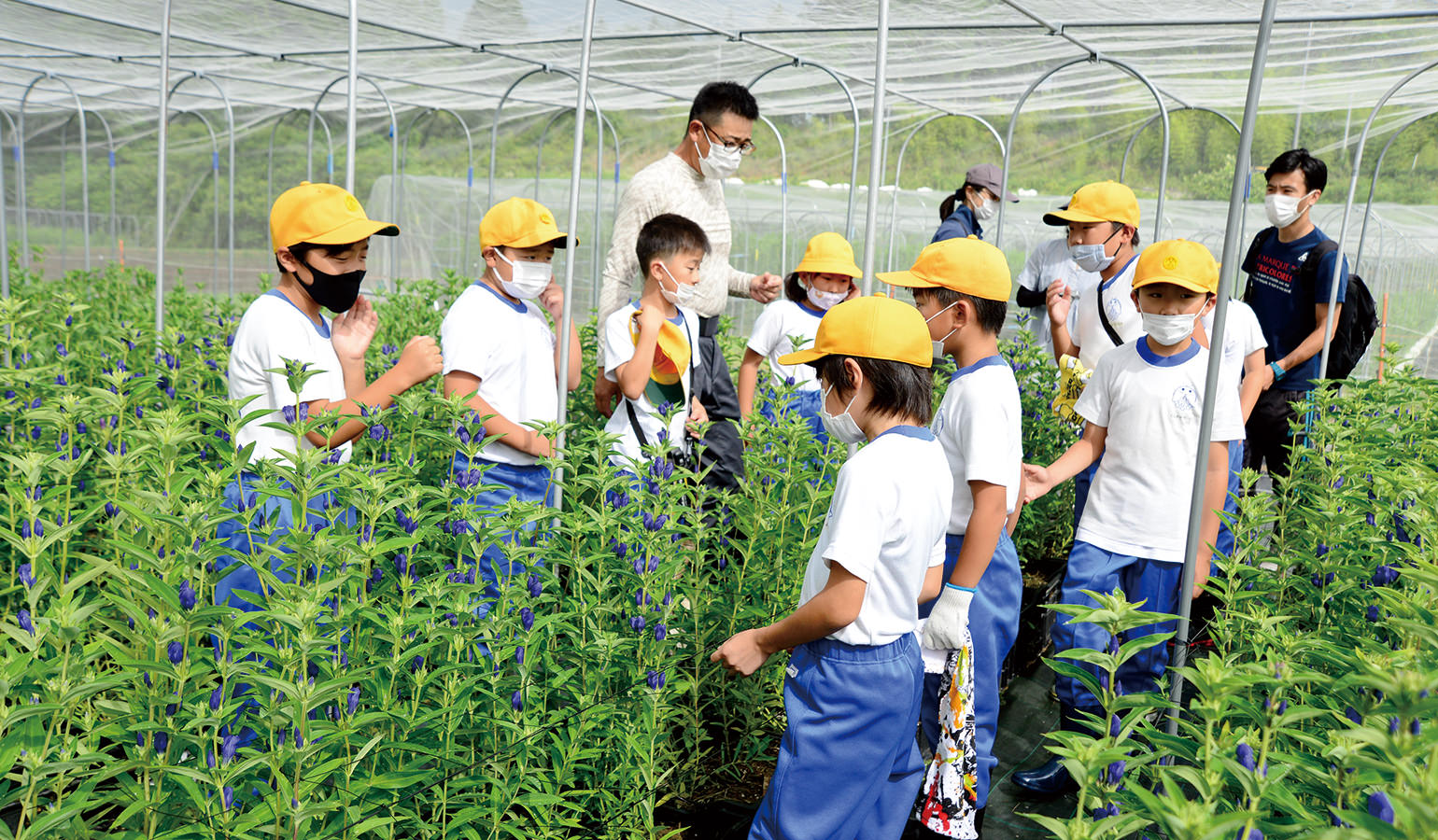 リンドウの収穫体験を通じて児童に花の魅力を伝える