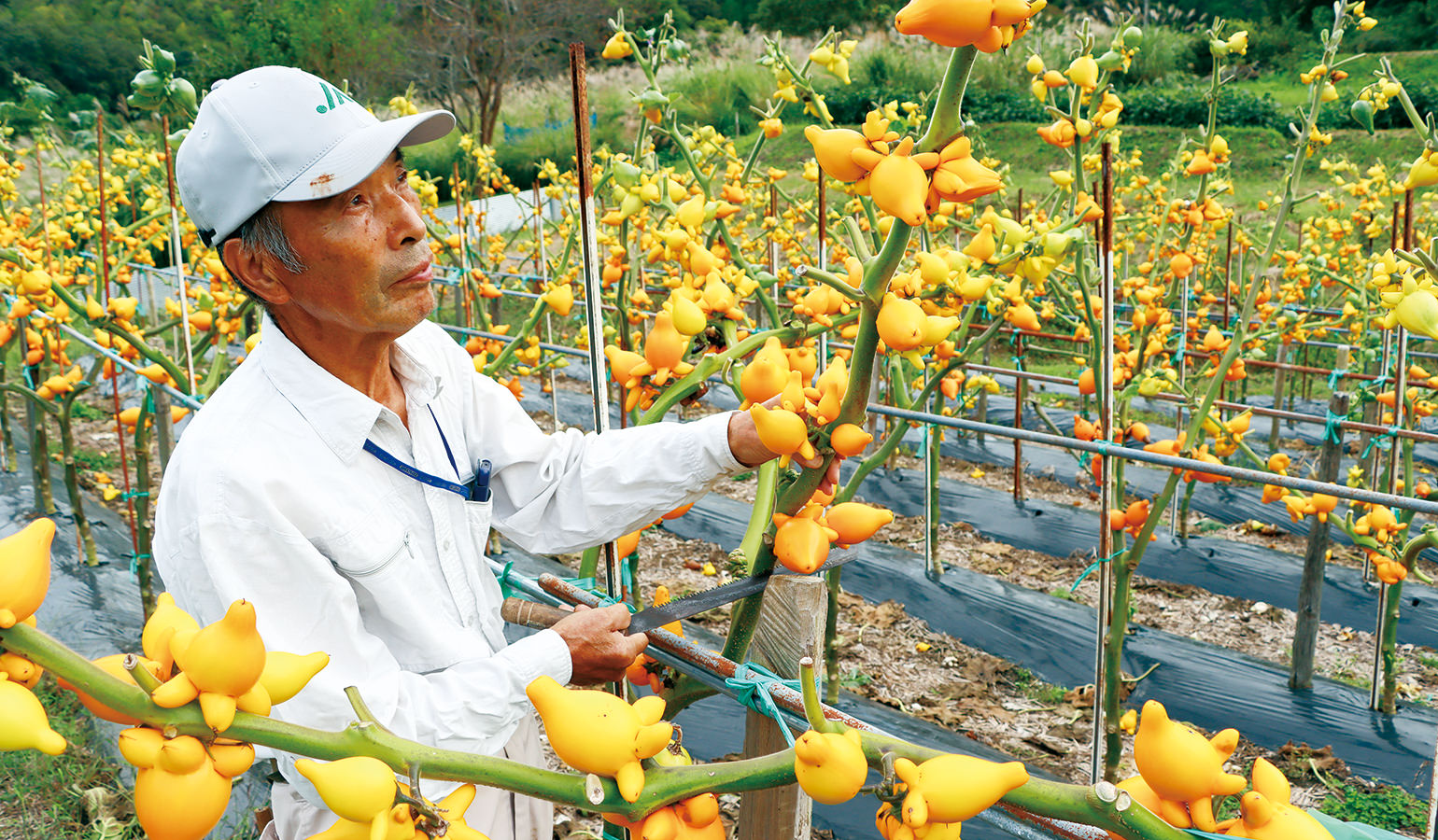 「幸運をもたらす黄色。この年末年始はぜひ飾ってほしい」とPRする荒木部会長