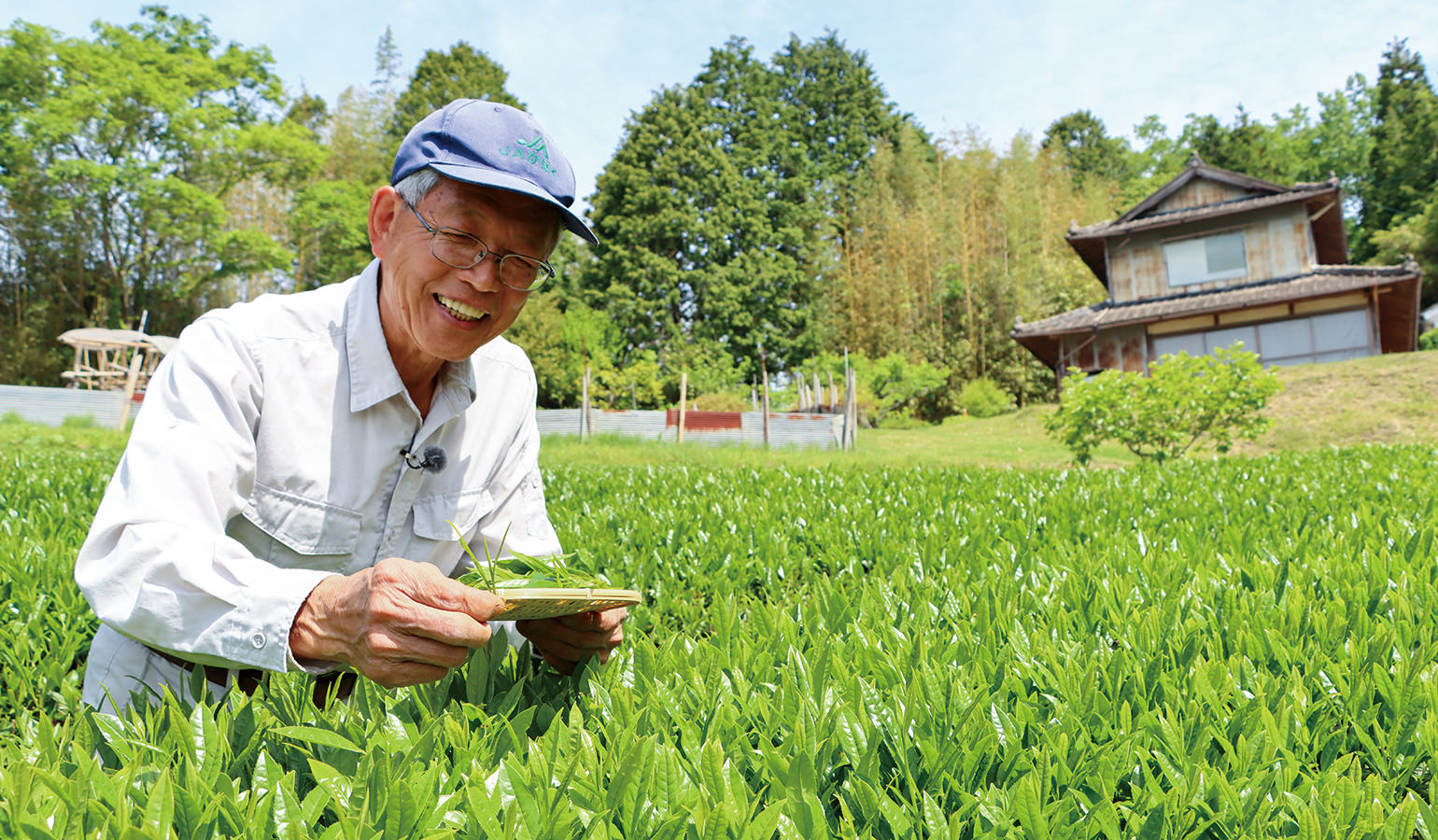 「一芯二葉」に伸びた柔らかい新芽を摘み取る藤田部会長。江戸時代から続く高梁の茶文化を後世につなげるべく奮闘している