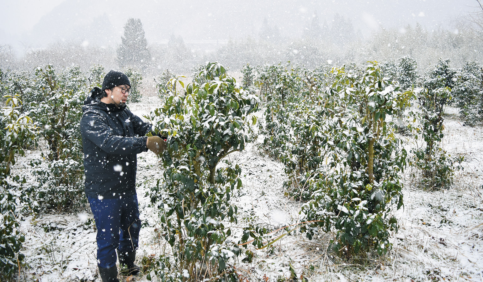 雪の中、収穫作業に追われる