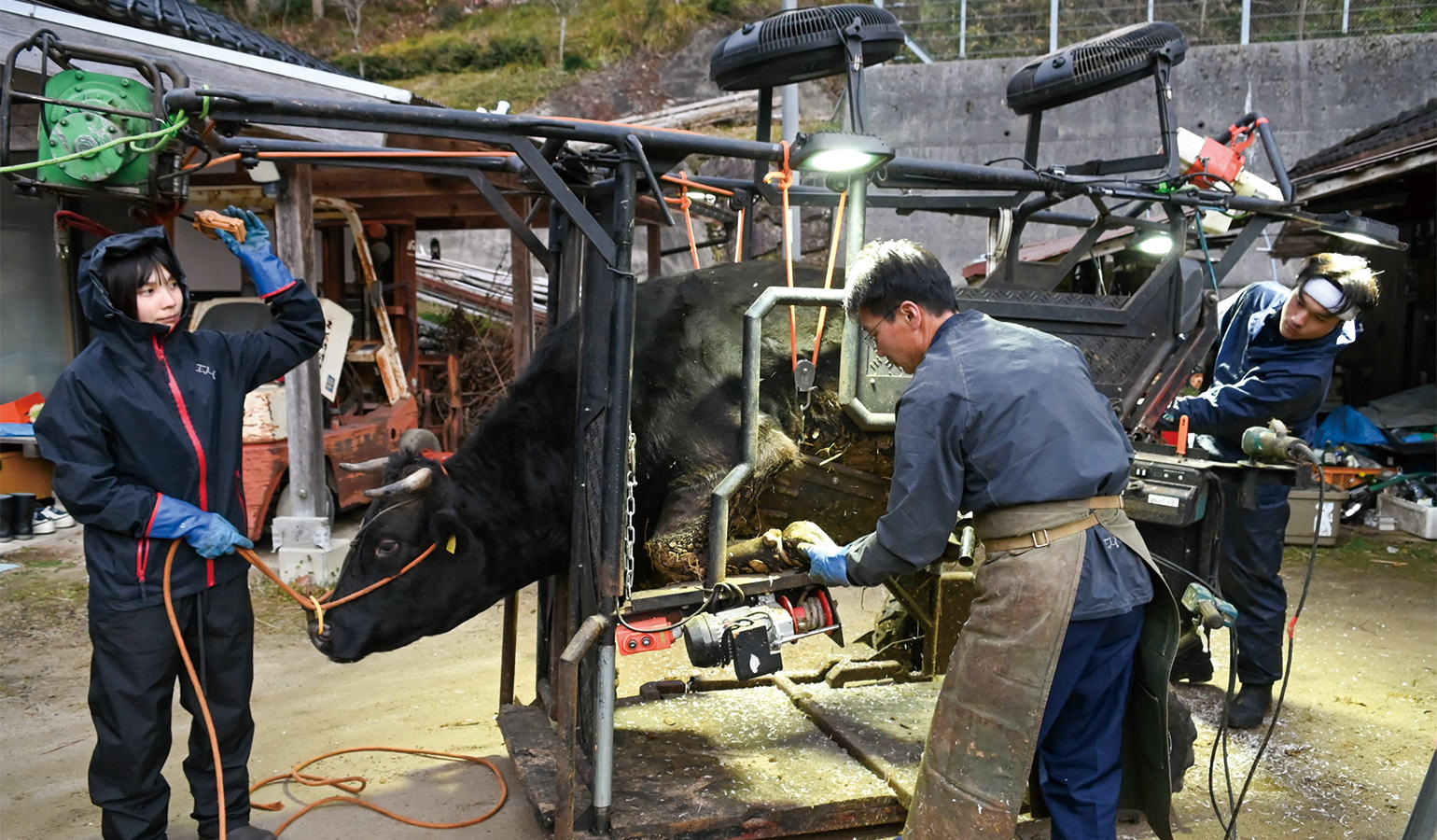 自慢の削蹄枠で牛の爪を手入れする横山さん一家左からこころさん、東さん、工さん