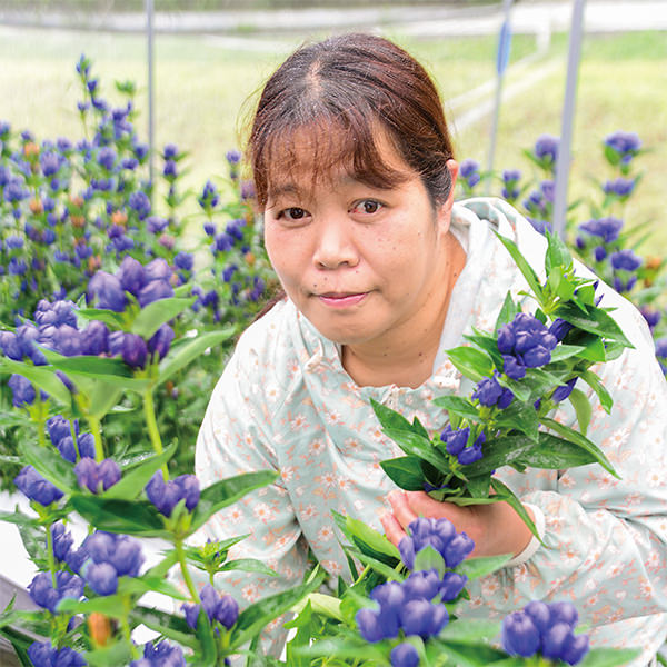 リンドウの生育状態を確認する南部洋子さん