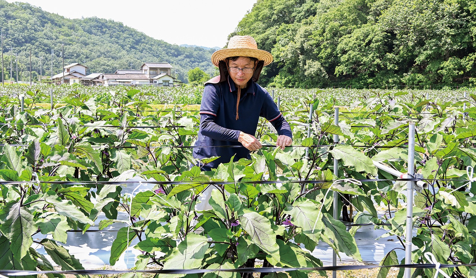 父親から任された55aの畑で夏秋ナスの収穫に励む石野啓多さんの写真