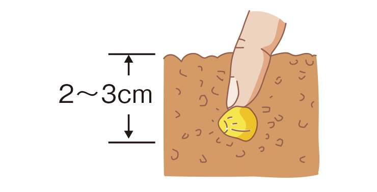 図：種は１か所に２粒まく。２～３㎝の深さに指先で押し込む。1