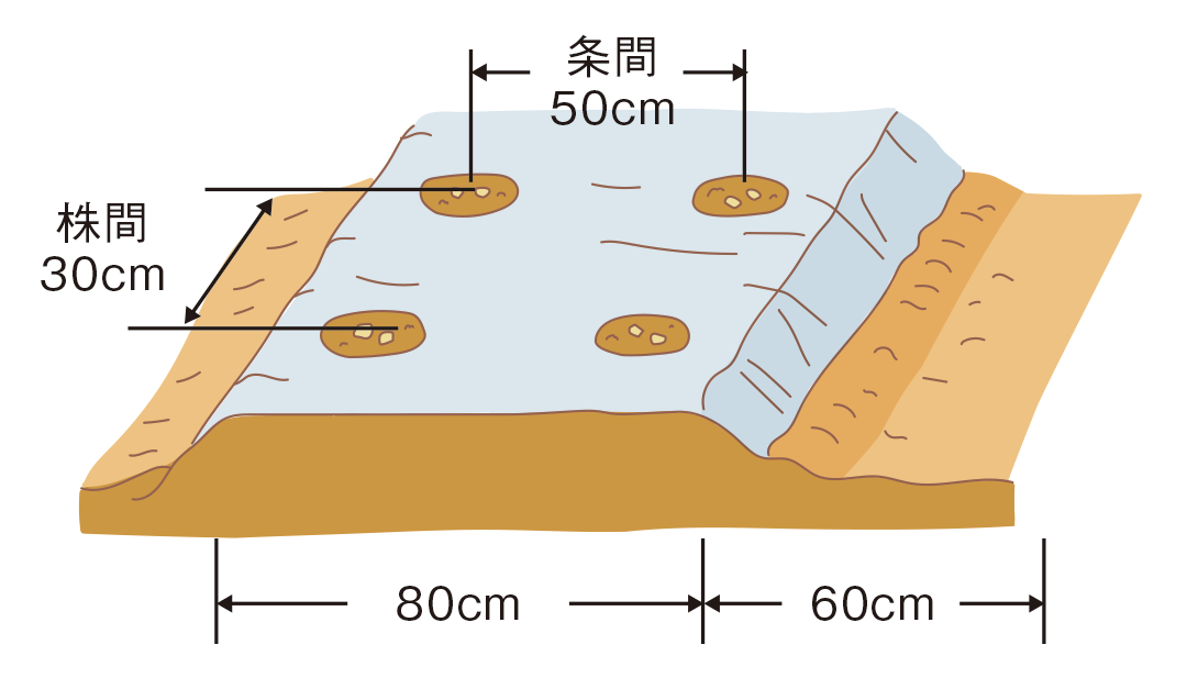 図：種は１か所に２粒まく。２～３㎝の深さに指先で押し込む。2