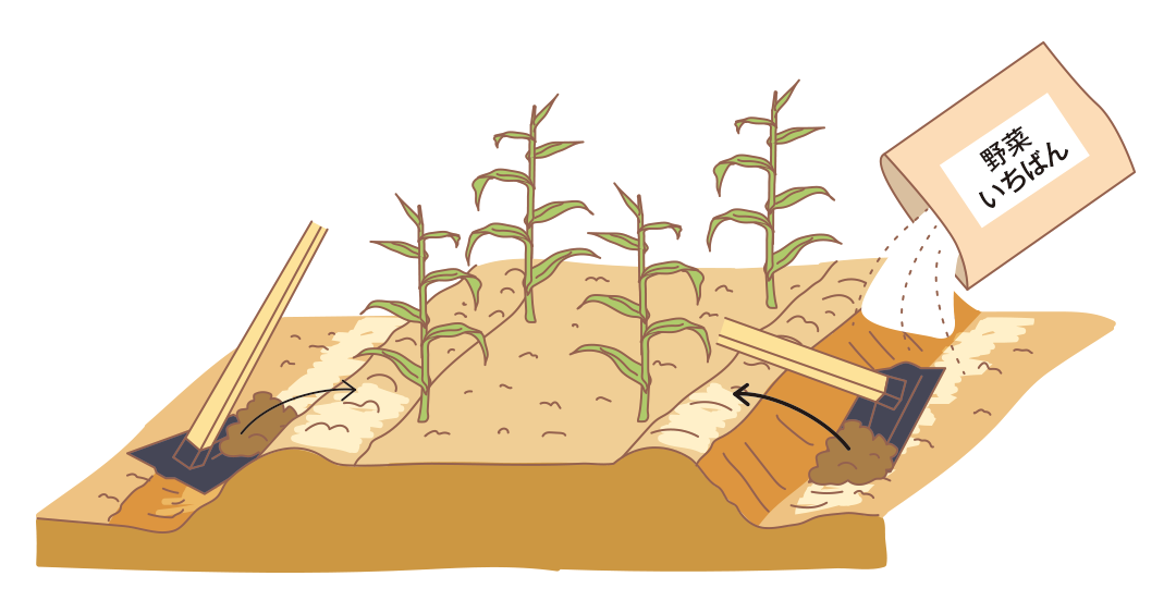 図：マルチを取りはずし、肥料を施して根元へ土寄せする