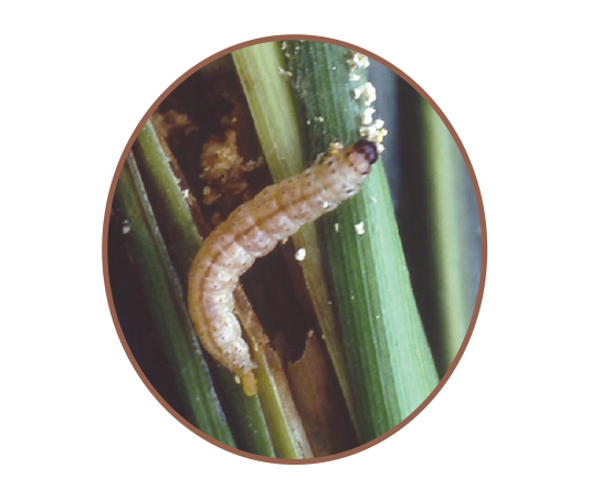 アワノメイガの幼虫の写真（写真提供：岡山県病害虫防除所）